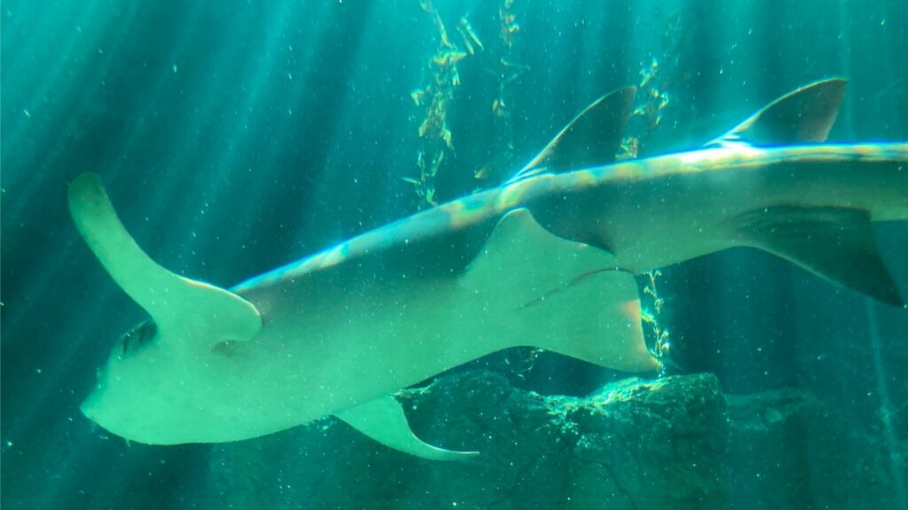 Hong Kong Ocean Park-Shark Aquarium