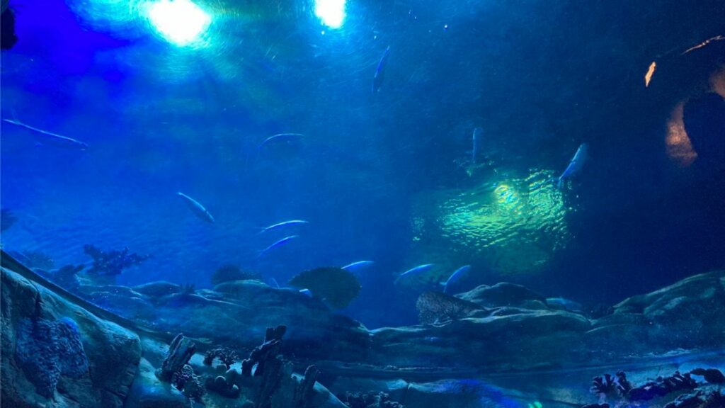 ฮ่องกงโอเชียนปาร์ค-พิพิธภัณฑ์สัตว์น้ำ-Ocean Wonders