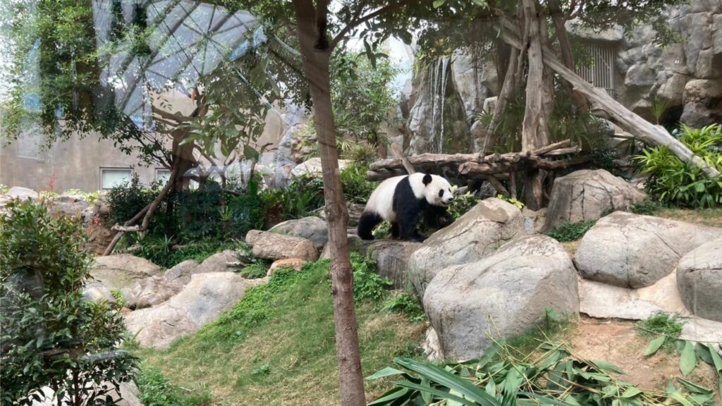 香港海洋公园-四川馆-熊猫