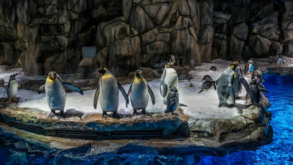 香港海洋公园-高峰乐园-企鹅