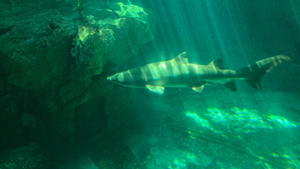 Hong Kong Ocean Park-Shark Aquarium