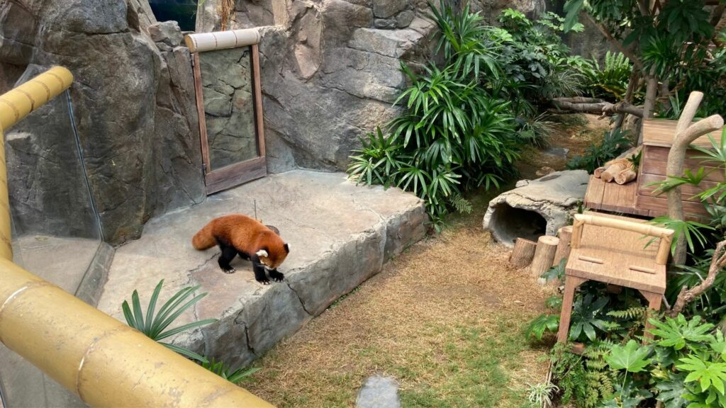 香港海洋公園-浣熊