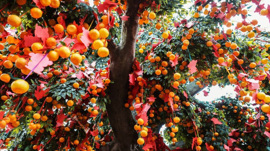香港の旧正月 – 大埔林ツェンの願いの木
